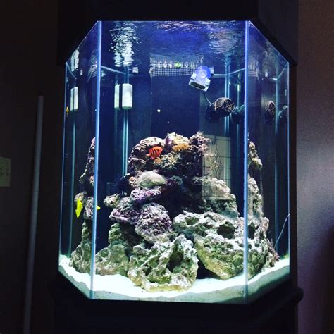 90 gallon hexagon aquarium for sale | REEF2REEF Saltwater and Reef ...