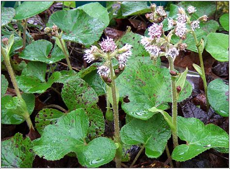 Irish Wildflowers Winter Heliotrope Petasites Pyrenaicus Pl R Na Gr Ine