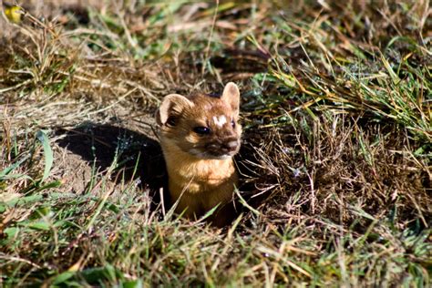 Long Tailed Weasels Are Ferocious Little Huntersbut They Sure Look