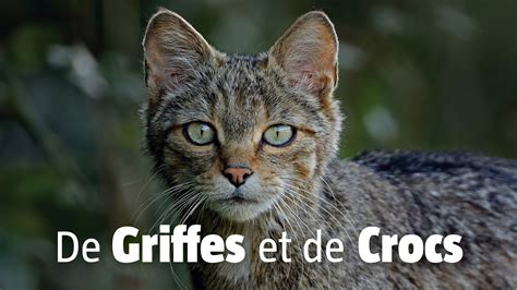 De Griffes Et De Crocs Bande Annonce SalamandreTV YouTube