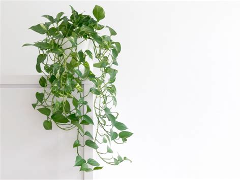 Pothos Plant - Tips For Easy Pothos Care | Gardening Know How