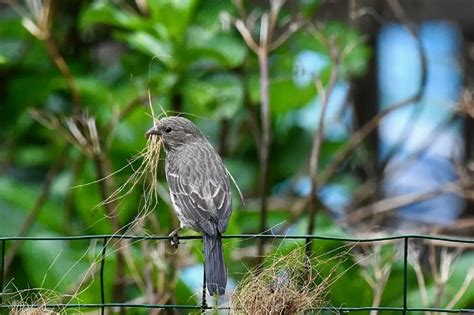 All About House Finch Nesting Habits - The Bird Geek