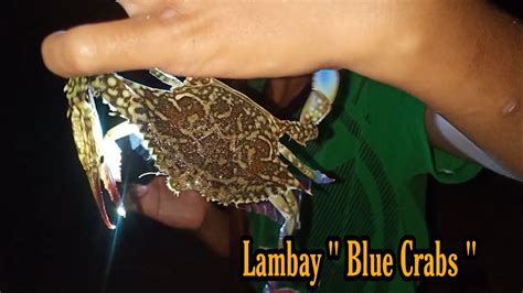 Swerte Nakakuha Ng Malaking Alimasag Lambay Or Blue Crabs Sa Gabi