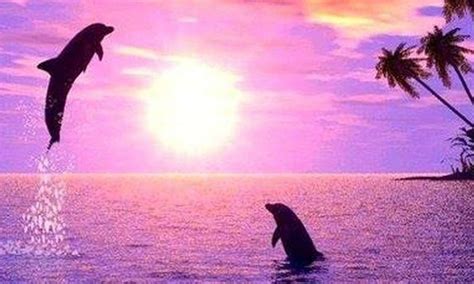 Dolphins of Many Colors. Dolphin Facts & The Truth About Pink Dolphins ...