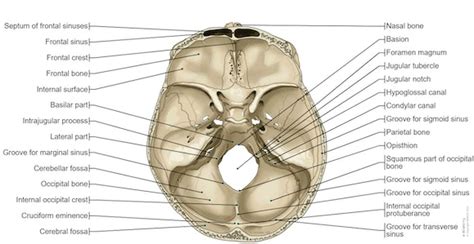 Skull Illustrations: normal anatomy | e-Anatomy