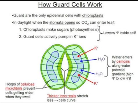 How Do Guard Cells Regulate The Opening And Closing Of Stomata Pore