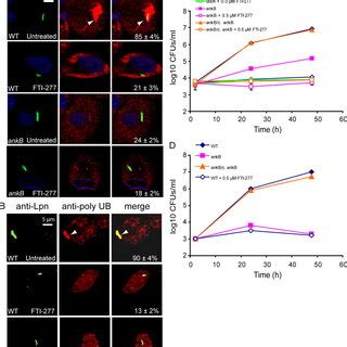 The Caax Motif Of Ankb Is Essential For Polyubiquitination Of The Lcv