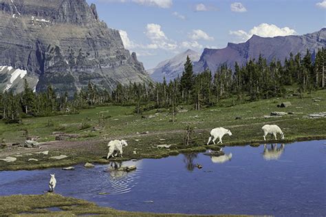 Wildlife of Glacier National Park, Montana