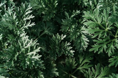 Wormwood: Herbal Plant Profile - Minima Apothecary