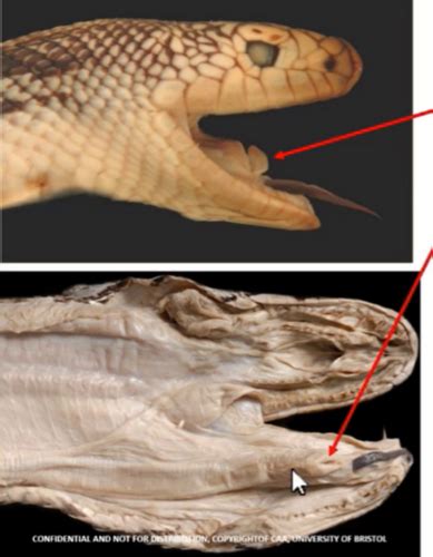 Reptile Anatomy 3 4 And 5 Flashcards Quizlet