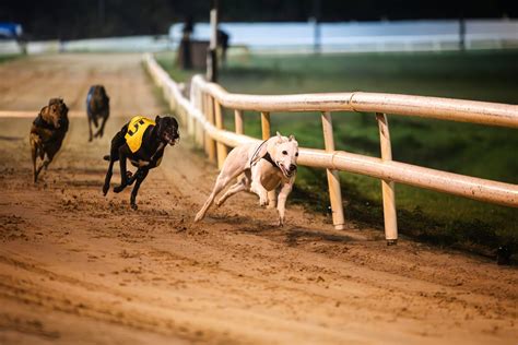Youghal Greyhound Stadium - Living Youghal