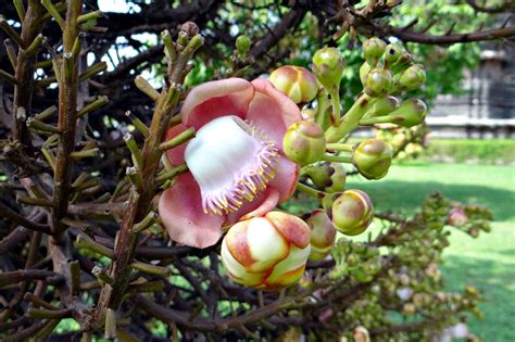 Free Images Branch Blossom Fruit Flower Food Produce Botany