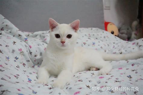 猫咪绝育经验分享😇 知乎