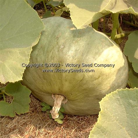 Sweet Meat Winter Squash Victory Seeds® Victory Seed Company