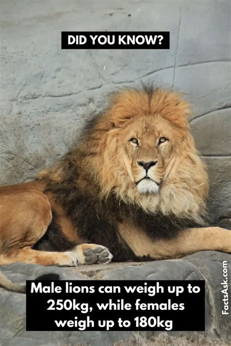 42 Roaring Facts About Lion "The King Of The Forest"