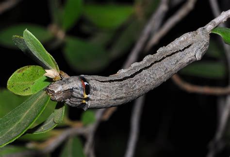 Caterpillar from South Africa - What's That Bug?