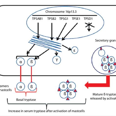 Kinetics Of Tryptase In Three Patients With Different Maximum Values