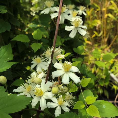 Clematis Paul Farges Summer Snow Alfred Forster Ag