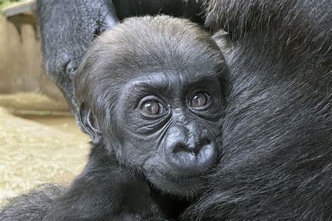 #GorillaStory: Bright-Eyed Zahra | Smithsonian's National Zoo and ...