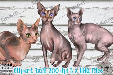 Watercolor Sphynx Naked Cat Clipart Graphic By Tanuscharts Creative Fabrica