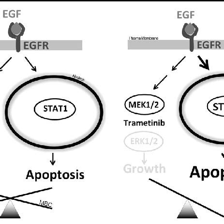 Schematic Representation Of Biased EGFR Signaling Left Side In