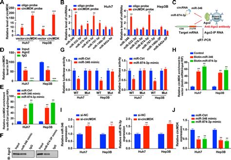 Circmdk Acts As A Cerna And Sponges Mir 346 And Mir 874 3p A Lysates