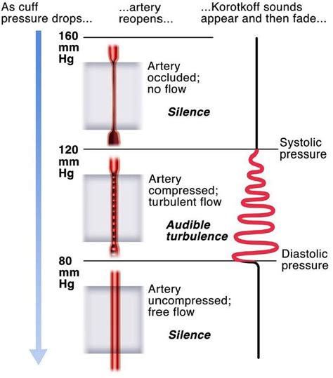 Vital Signs The Foundations Of Clinical Medicine