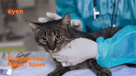 Perkongsian Dari Oyen Pengalaman Kucing Parvosporo