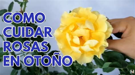 como cuidar rosales y rosas en el otoño CHUYITO JARDINERO YouTube