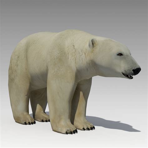 Polar Bear Animated D Model Max Obj Ds Fbx Free D