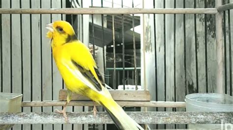 Canary Singing Spanish Timbrado Canary Song For Training Gloster