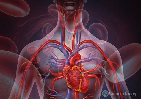 Quantos Quilômetros De Vaso Sanguíneo Tem No Corpo Humano Aproximadamente