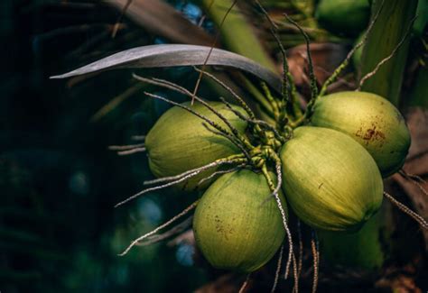 8 Kebaikan Air Kelapa Yang Ramai Tidak Tahu Bidadarimy