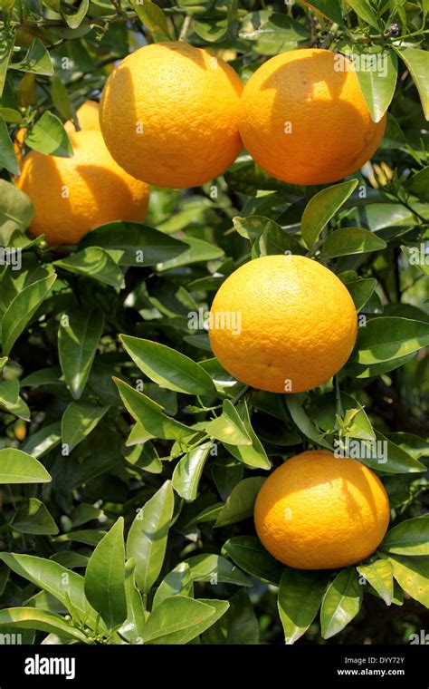 Japanese Orange Fruit Tree Stock Photo Alamy