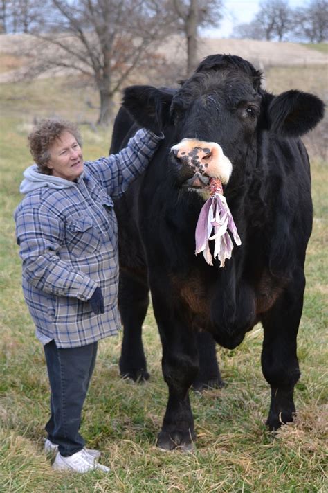 Cows Eating Colorful Corn | Cow, Cow cat, Animals