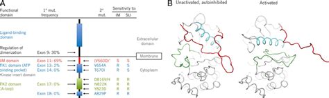 Overview of the KIT gene and protein. (A) Schematic representation of ...