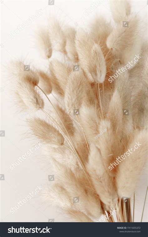 Dry Fluffy Bunny Tails Grass Lagurus Stock Photo Shutterstock