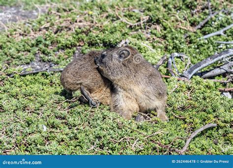 Rock Hyrax Trying To Bite Insect In Its Fur Stock Photo Image Of