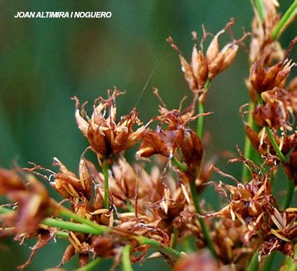 Cladium Mariscus