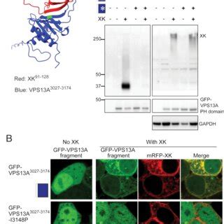 Identification of an XK-VPS13A binding interface. (A) Alphafold ... 