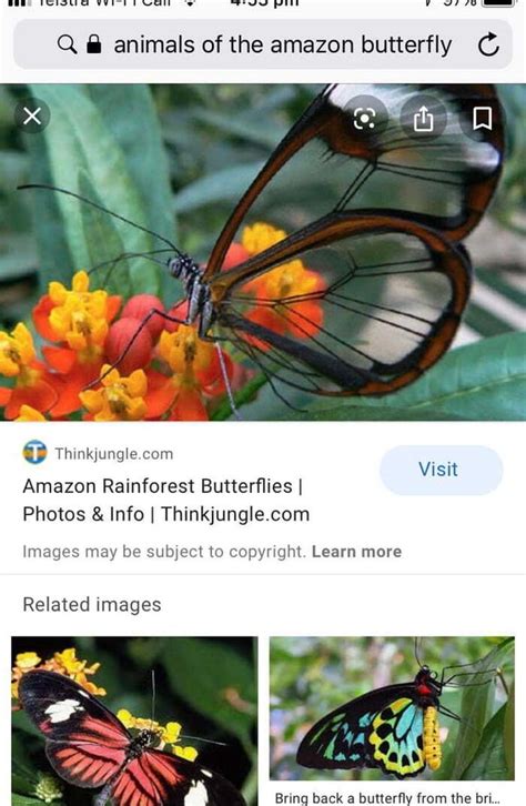 O Thinkjungle Amazon Rainforest Butterflies I Photos Info I