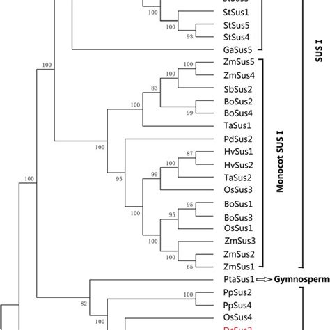 Phylogenetic tree of Sus from carrot and other plant species. Unrooted ...