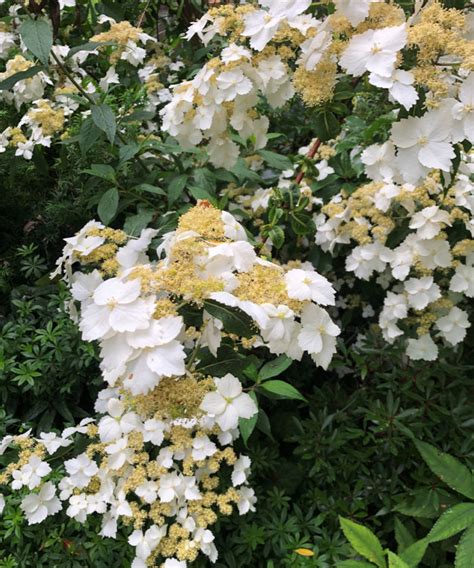 Unique Dwarf Hydrangeas for the Northwest - Fine Gardening