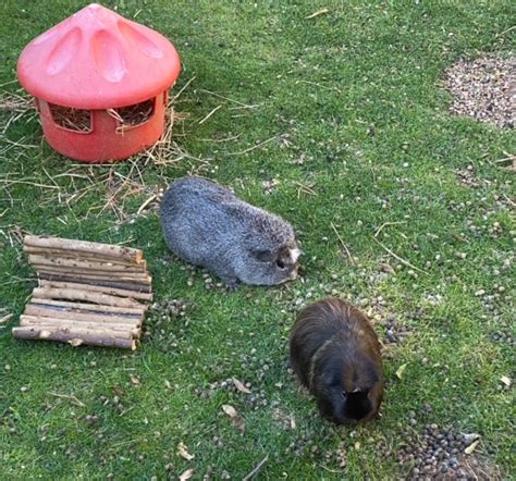 Dic and Dom – Have now gone to an amazing new home in Hythe! – All