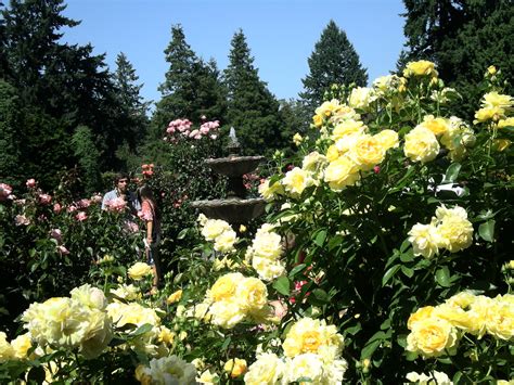 rose garden @ washington park portland oregon 2013 089 | Flickr