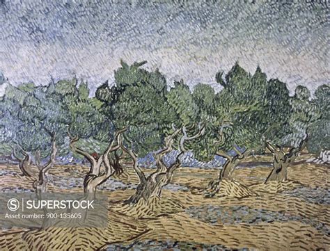 Olive Orchard Violet Soil Vincent Van Gogh 1853 1890 Dutch Van Gogh