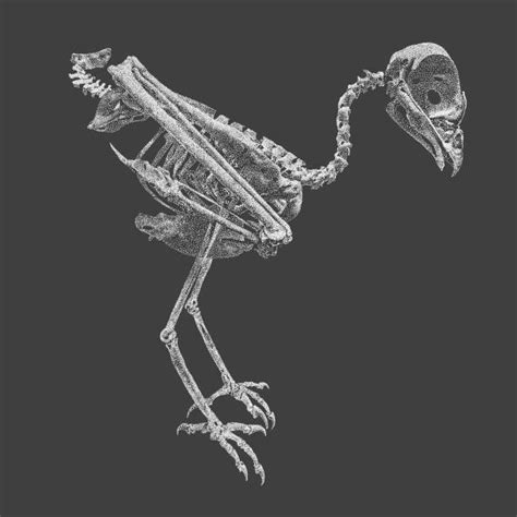 250+ Skeleton Of A Hawk Stock Photos, Pictures & Royalty-Free Images ...