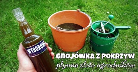 Gnojówka z pokrzyw płynne złoto ogrodników BEZ OGRÓDEK blog