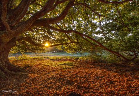 Meteo in Toscana arriva l autunno temperature giù di 8 gradi allerta