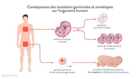 Cours SVT Terminale France La conservation des génomes stabilité